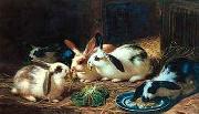 unknow artist Rabbits 116 oil painting picture wholesale